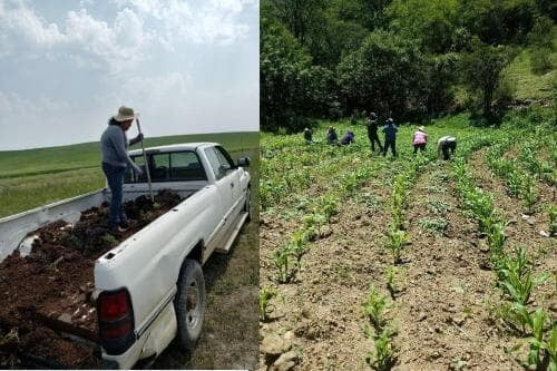 Ingresa al Programa de Trabajadores Agrícolas Temporales México-Canadá, la Secretaría del Trabajo te asesora